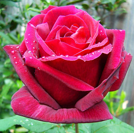 Роза 'Мистер Линкольн' (чайно-гибридная)