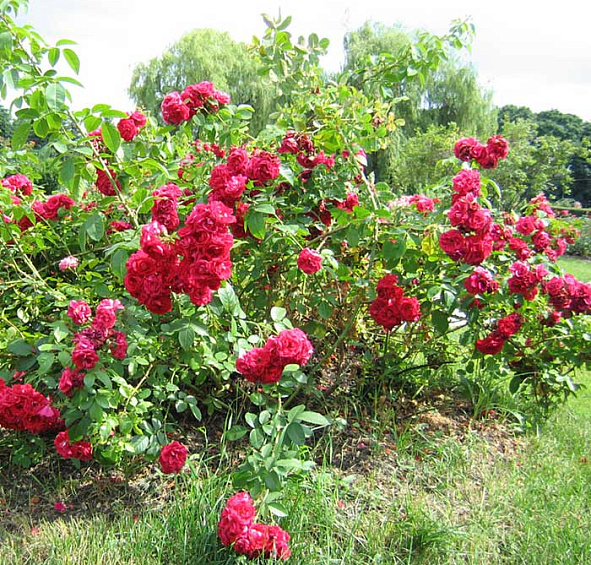 Роза 'Хеллоу' (шраб) (малиново - красная)