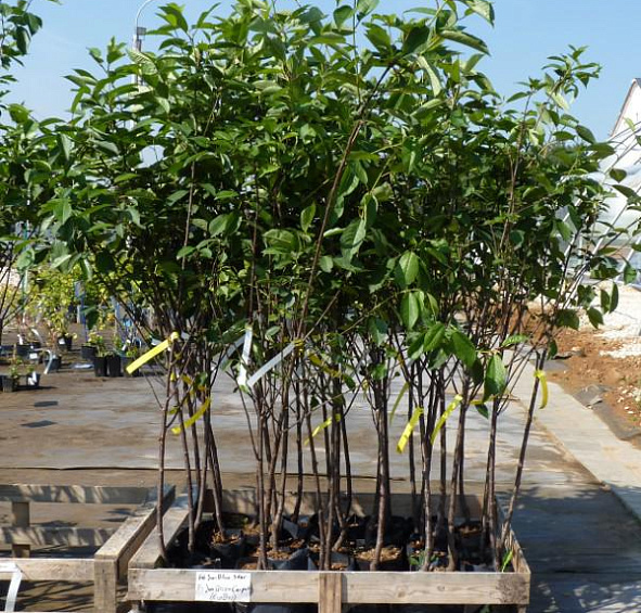 Вишня обыкновенная 'Шоколадница'