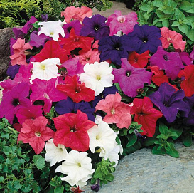 Петуния (сурфиния) гибридная 'Лимбо Микс' (смесь)