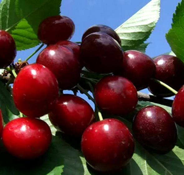 Черешня 'Итальянка'
