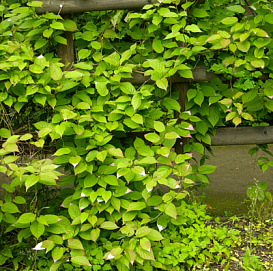 Актинидия Коломикта 'Длиннокистистная'