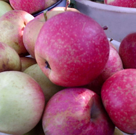 Яблоня домашняя 'Рождественское'