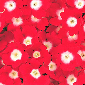 Вербена гибридная компактная 'Кварц Ред виз Ай' (красная с глазком)