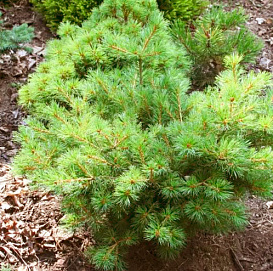 Сосна мелкоцетковая 'Нелли Д'