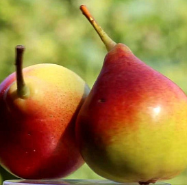 Груша 'Россошанская красивая'