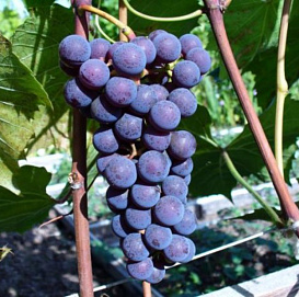 Виноград 'Кембел'