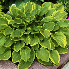 Хоста гибридная (вздутая, волнистая) 'Голден Тиара'