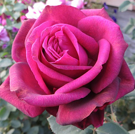 Роза 'Графиня Диана' (чайно-гибридная) (винно-алая)