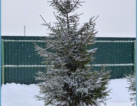 Фотоальбом Хвойные деревья с комом для зимней посадки. Ель, сосна. Фотография 1