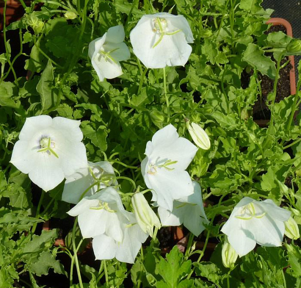 Колокольчик карпатский белый