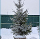 Фотоальбом Хвойные деревья с комом для зимней посадки. Ель, сосна. Фотография 1