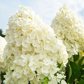 Гортензия метельчатая 'Саммер Сноу'