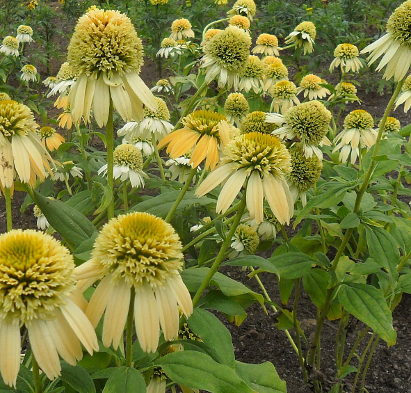 Эхинацея пурпурная 'Лемон Йеллоу'