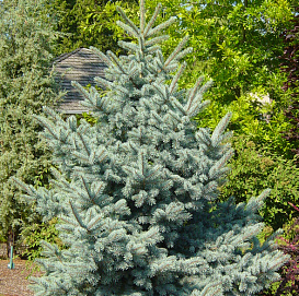 Ель сизая (канадская, белая)