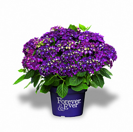 Гортензия крупнолистная 'Форевер энд Эвер Пурпл'