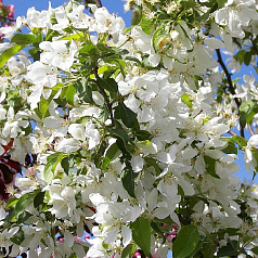 Яблоня декоративная 'Стрит Парад'