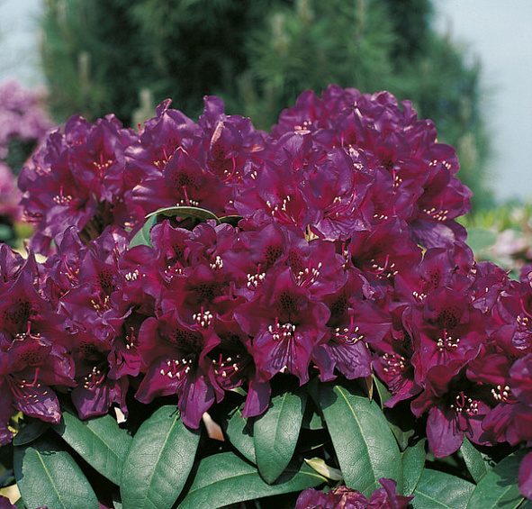 Рододендрон гибридный 'Полярнахт' (винно-пурпурный)