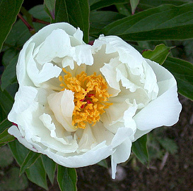 Пион молочноцветковый 'Уайт Уингс' (белый анемоноцветный)