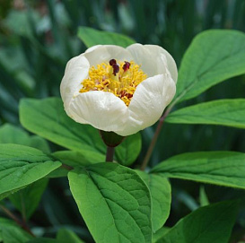 Пион крупнолистный