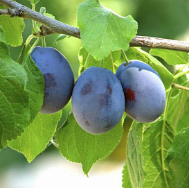 Слива 'Смолинка'