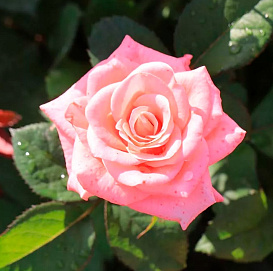 Роза 'Принцесса Монако' (Чайно-гибридная) (розовая)