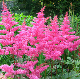 Астильба Арендса 'Буги Вуги' (розовая)