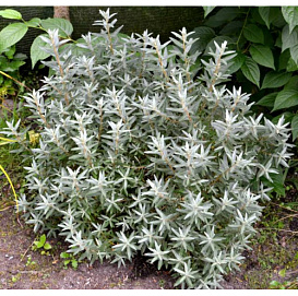 Облепиха крушиновидная 'Хикул'