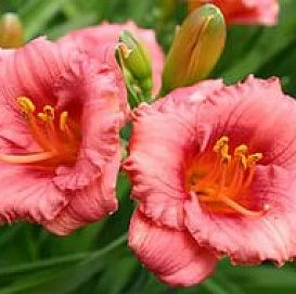 Лилейник гибридный 'Космополитен'