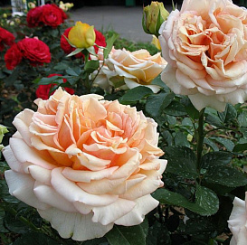 Роза 'Таити' (чайно-гибридная) (персиковая)