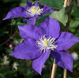 Клематис 'Блу Перуэт'