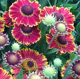 Гелениум осенний 'Бандера'