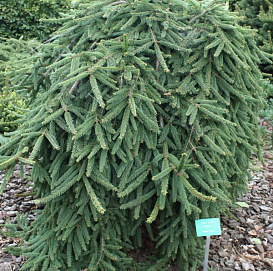 Ель обыкновенная Инверса (Inversa)