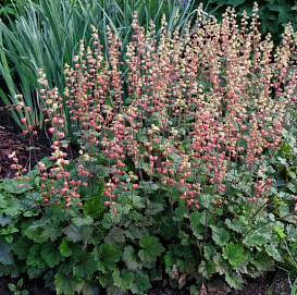 Теллима крупноцветковая