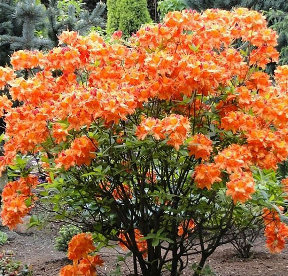 Рододендрон желтый (азалия) 'Гловинг Эмберс' (оранжевый)