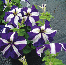 Петуния (сурфиния) гибридная 'Танго Блю Стар' (синяя с белым)