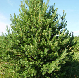 Сосна обыкновенная 'Дирхэв'