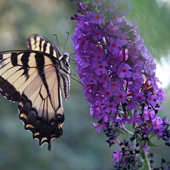 Буддлея Давида 'Нано Пурпл'