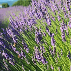 Лаванда Лаванда узколистная 'Гроссо'