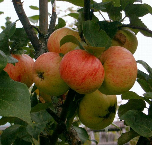 Яблоня домашняя 'Коричное Новое'