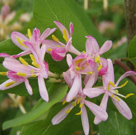 Жимолость Королькова