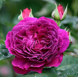 Роза 'Перпл Лодж ' (шраб) (пурпурно-фиолетовая)