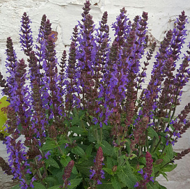 Сальвия дубравная (Шалфей) 'Блю Конеген'