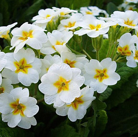 Примула обыкновенная (первоцветная) (белая)			