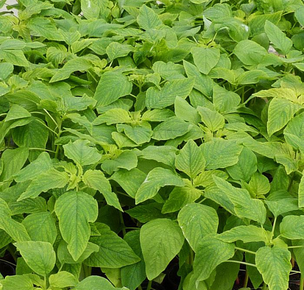 Амарант Хвостатый Граншванз