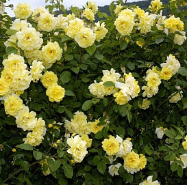 Роза 'Голден Клаймбер' (плетистая) (желтая)