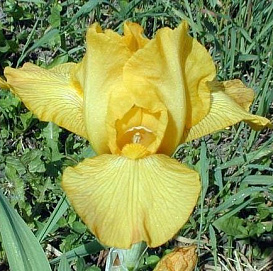 Ирис гибридный 'Чики'