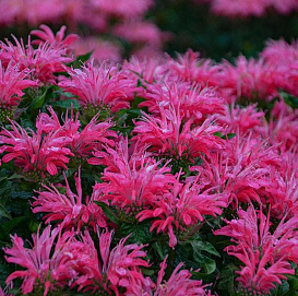 Монарда двойчатая (гибридная) 'Дансинг берд'