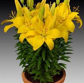 Лилия 'Рио Де Жанейро' (желтая)
