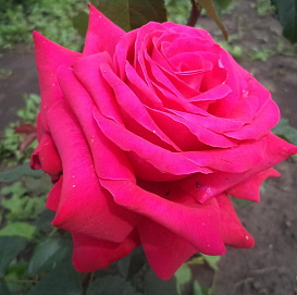 Роза 'Биг Пурпл' (чайно-гибридная) (розово - пурпурная)